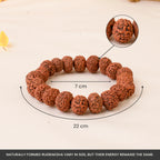 7 Mukhi Rudraksha Bracelet
