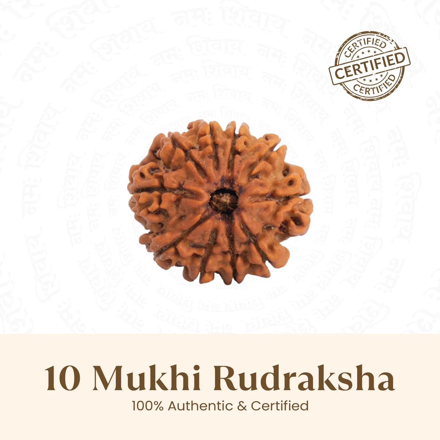Nepal Origin 10 Mukhi Rudraksha - 17mm to 22mm
