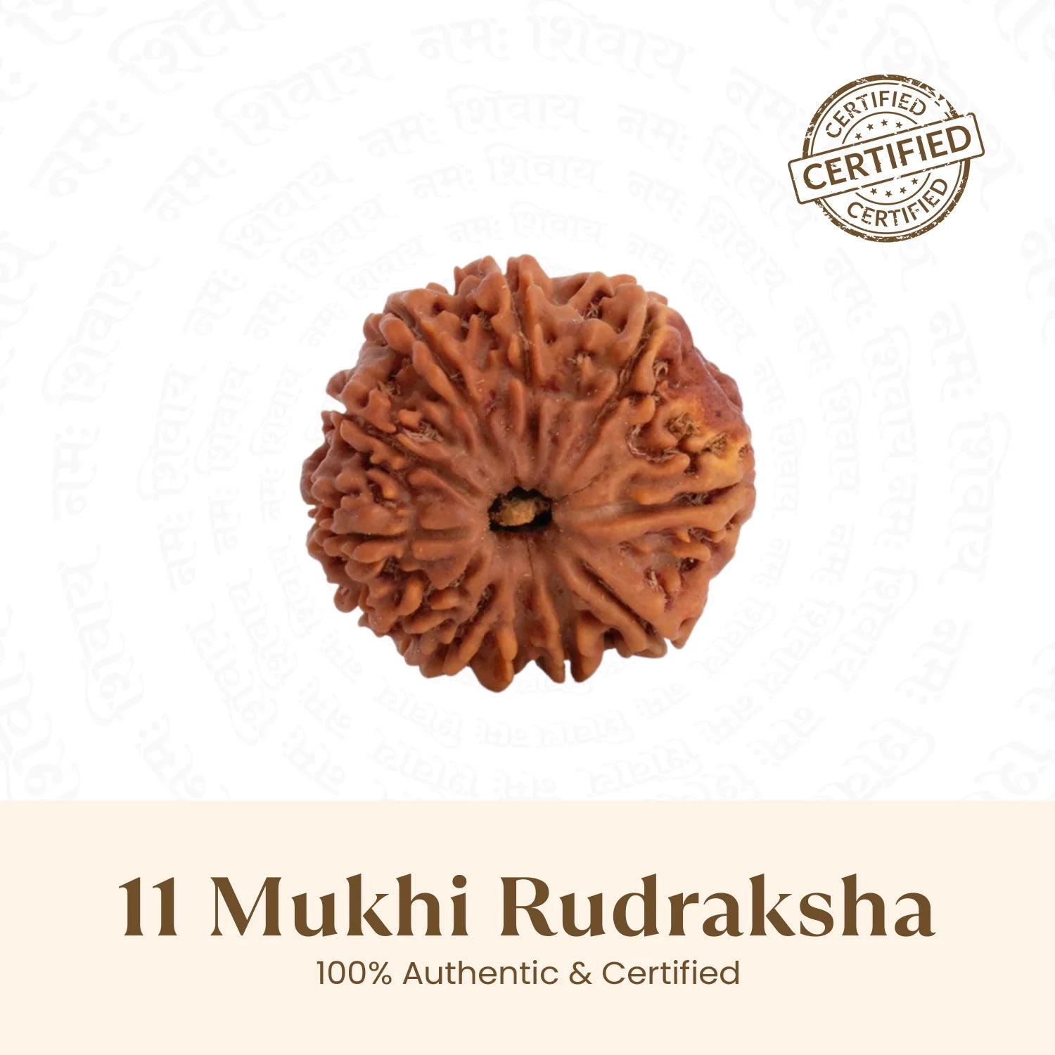 Nepal Origin 11 Mukhi Rudraksha - 17mm to 22mm