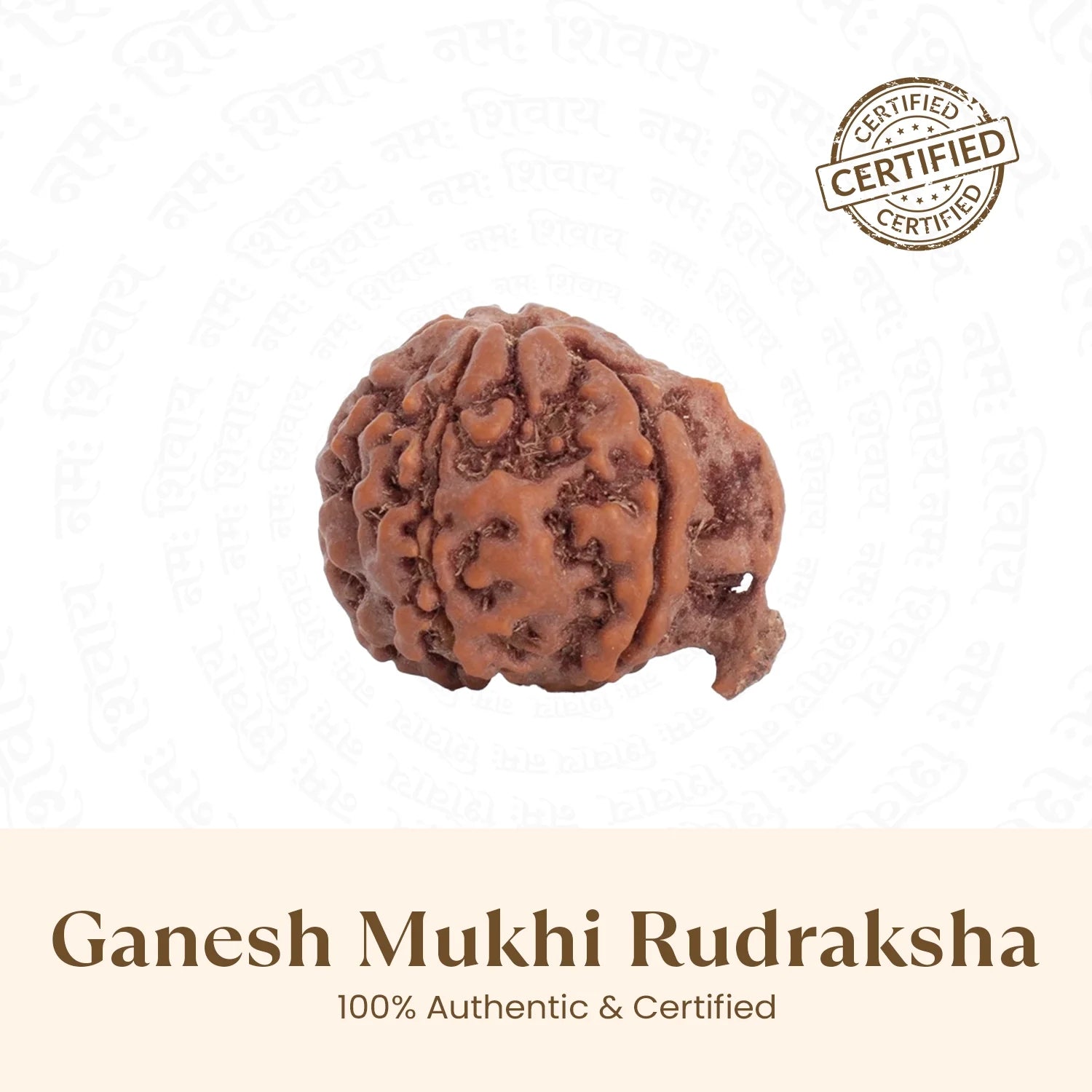 Nepal Origin Ganesh Mukhi Rudraksha - 17mm to 22mm