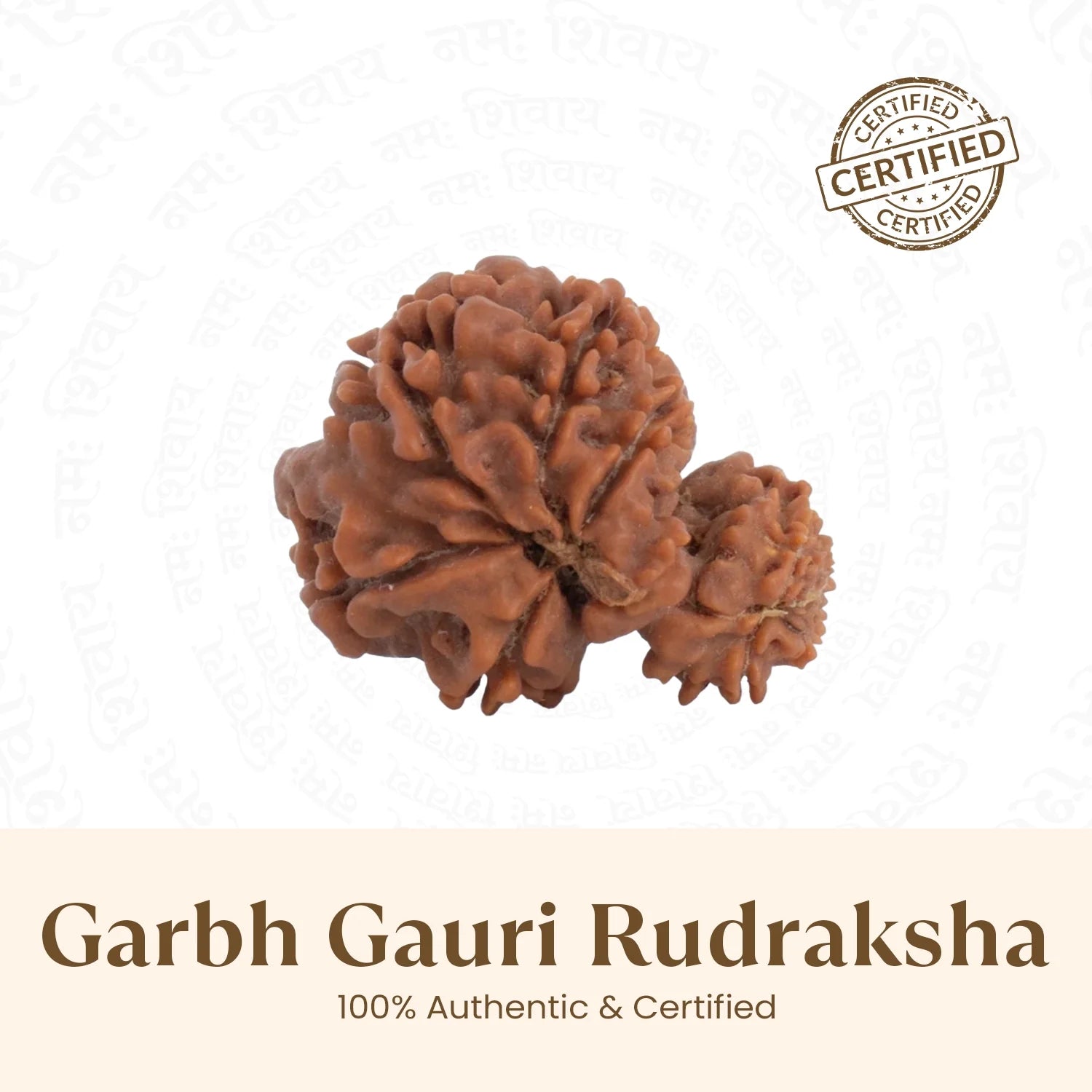 Nepal Origin Garbh Gauri Rudraksha -  17mm - 22mm