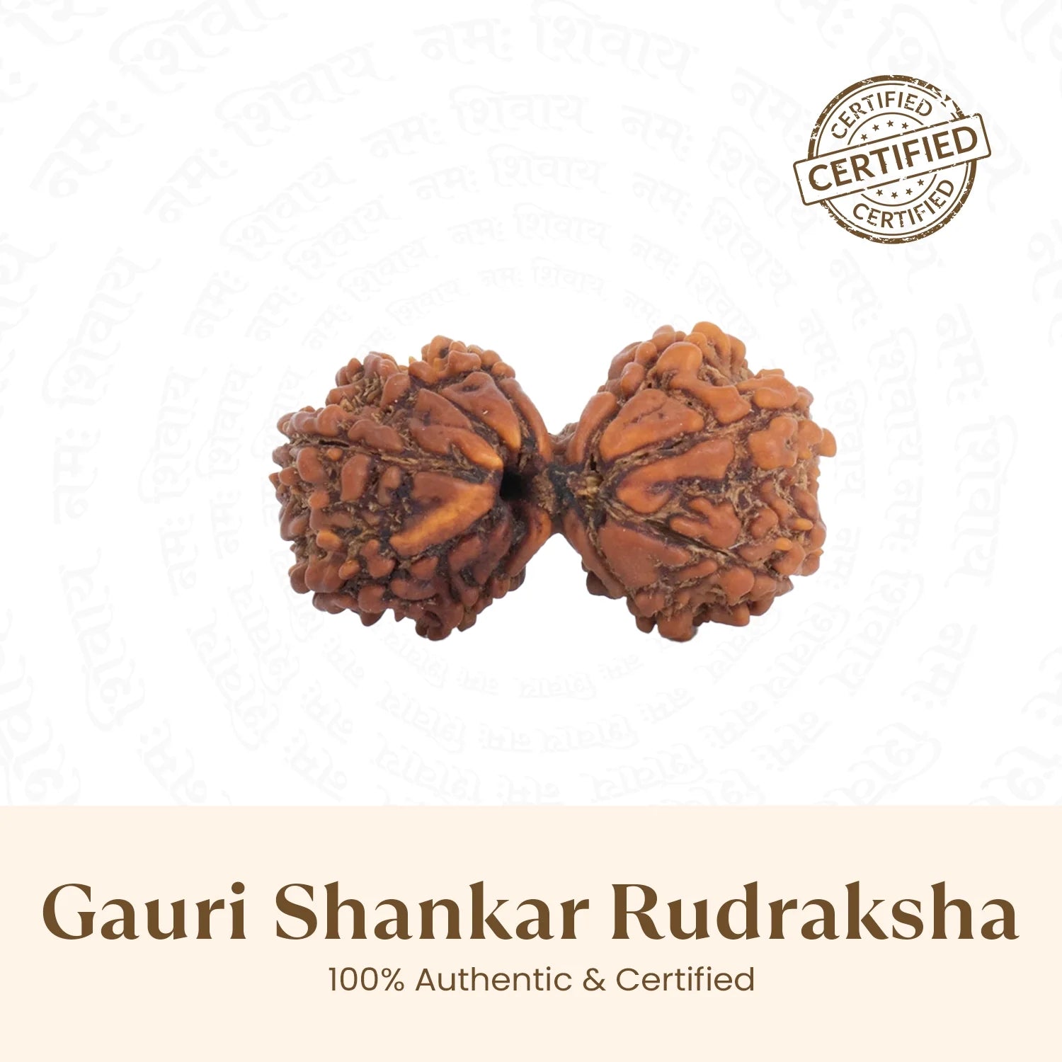 Nepal Origin Gauri Shankar Rudraksha - 17mm to 22mm