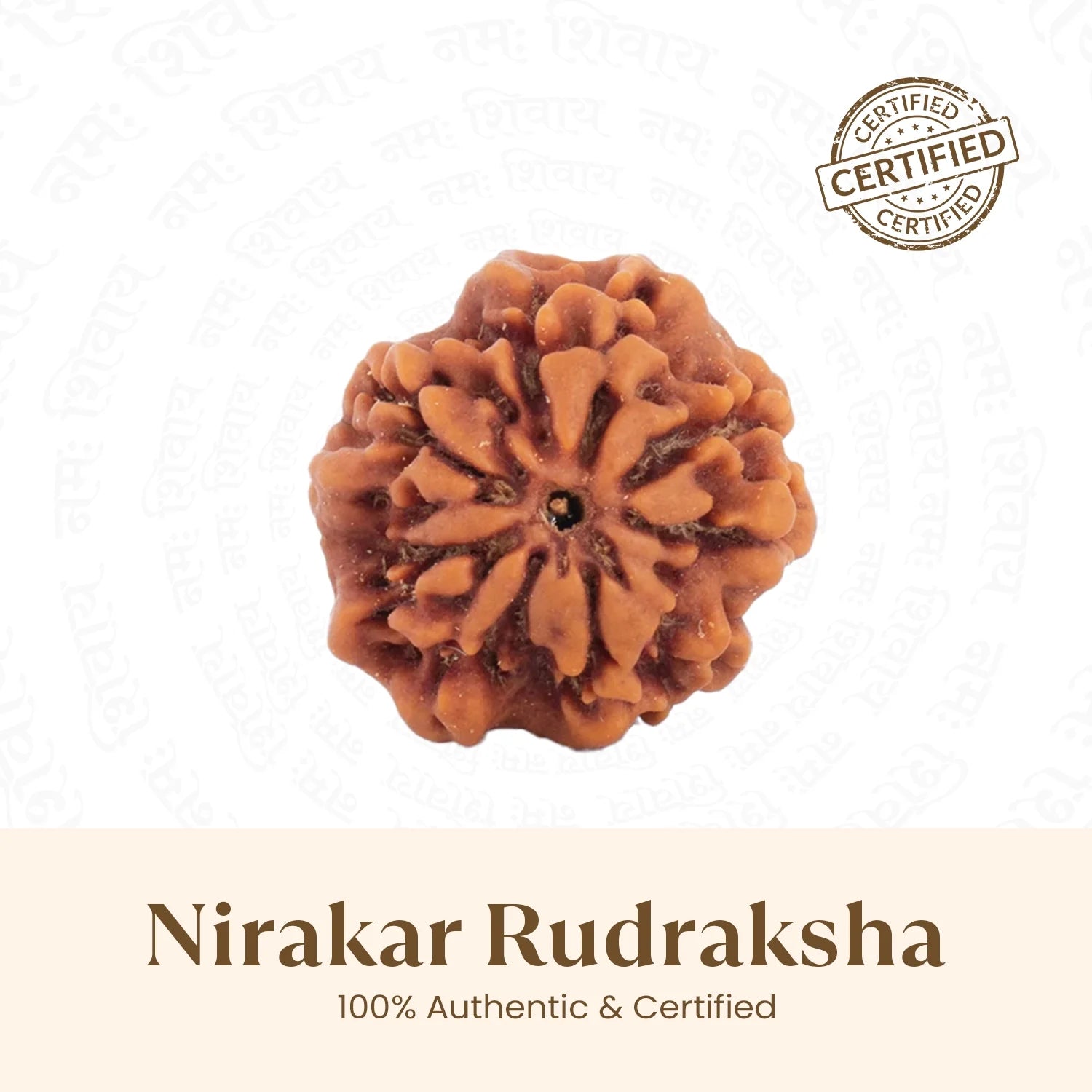 Nepal Origin Nirakar Rudraksha (0 Mukhi) -  17mm - 22mm