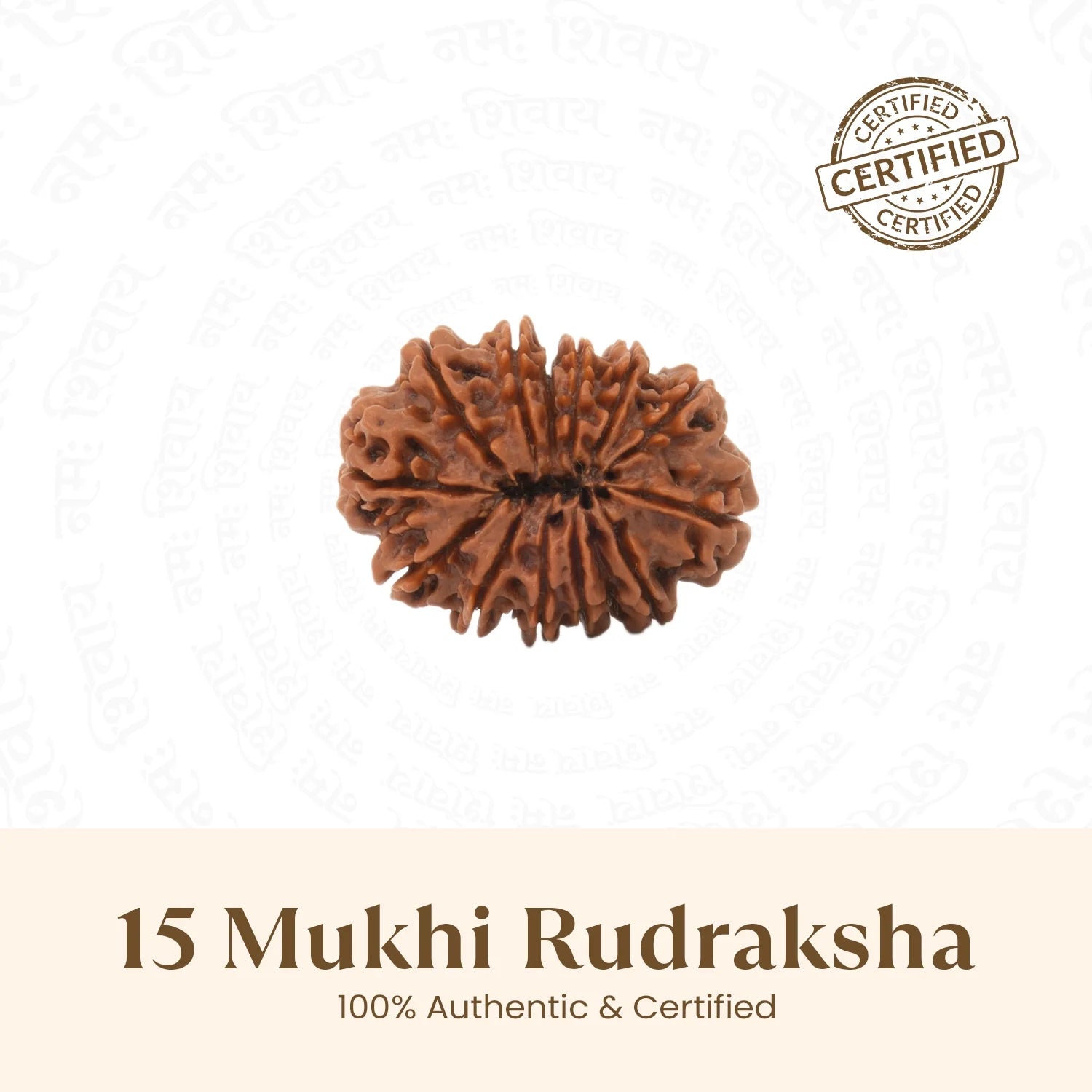 Nepal Origin 15 Mukhi Rudraksha - 17mm to 22mm