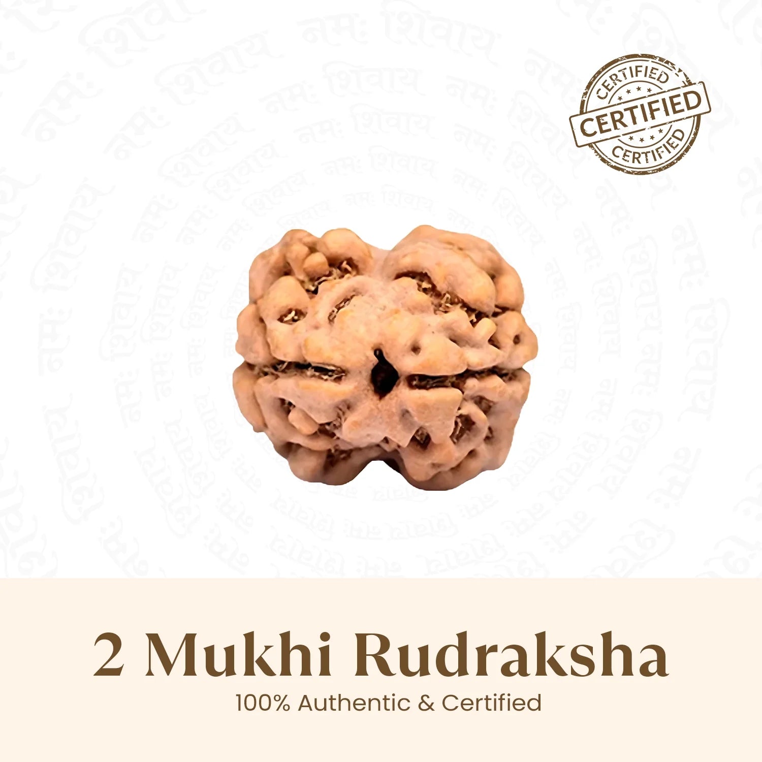 Nepal Origin 2 Mukhi Rudraksha - 17mm to 22mm
