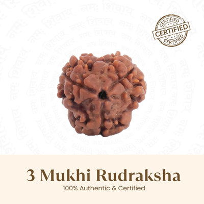 Nepal Origin 3 Mukhi Rudraksha - 17mm to 22mm