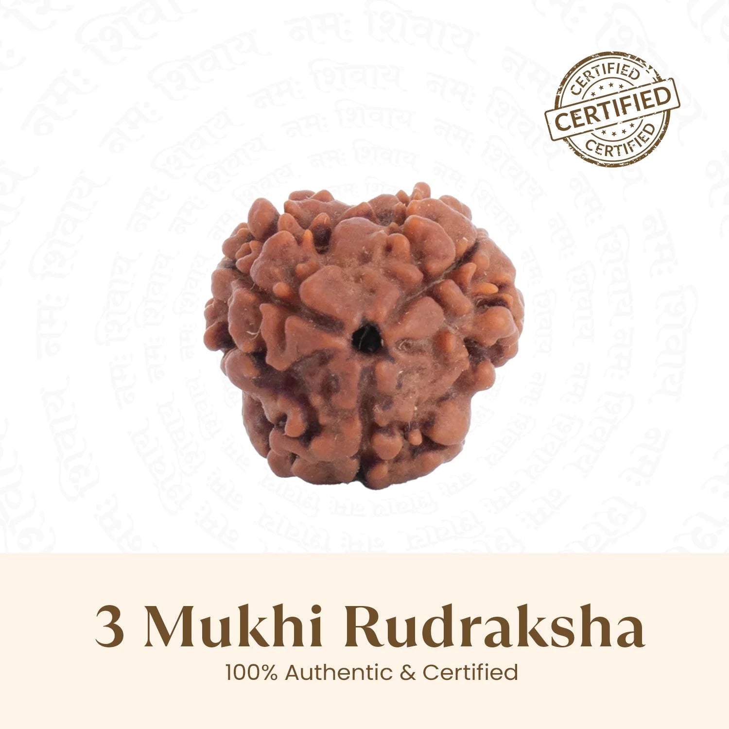 Nepal Origin 3 Mukhi Rudraksha - 17mm to 22mm