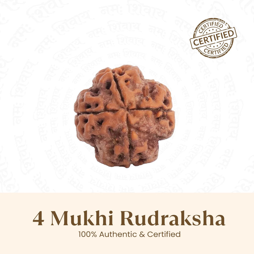 Nepal Origin 4 Mukhi Rudraksha - 17mm to 22mm