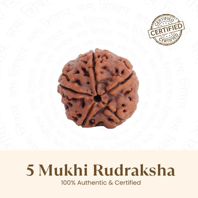 Nepal Origin 5 Mukhi Rudraksha - 17mm to 22mm