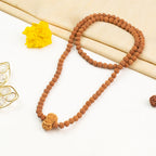 14 Mukhi Rudraksha bead in 5 Mukhi Rudraksha Mala
