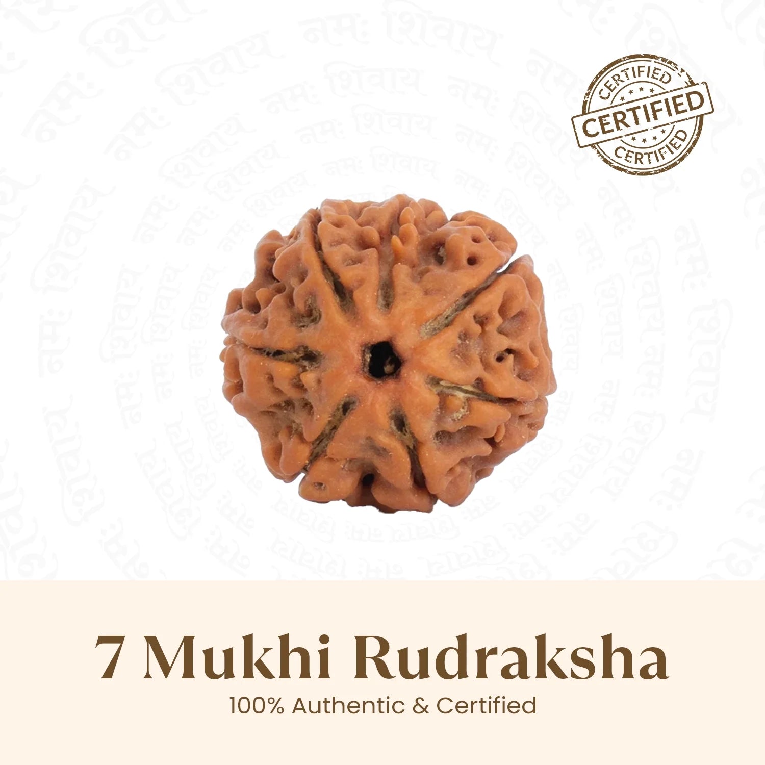 Nepal Origin 7 Mukhi Rudraksha - 17mm to 22mm