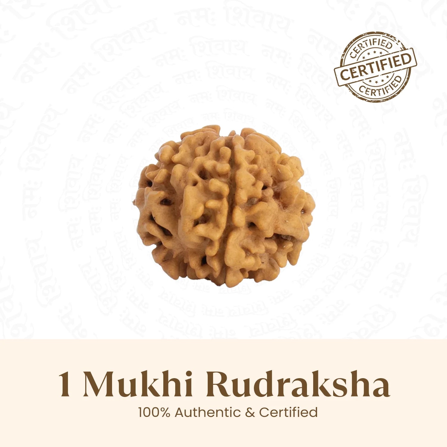 Nepal Origin 1 Mukhi Rudraksha - 17mm to 22mm