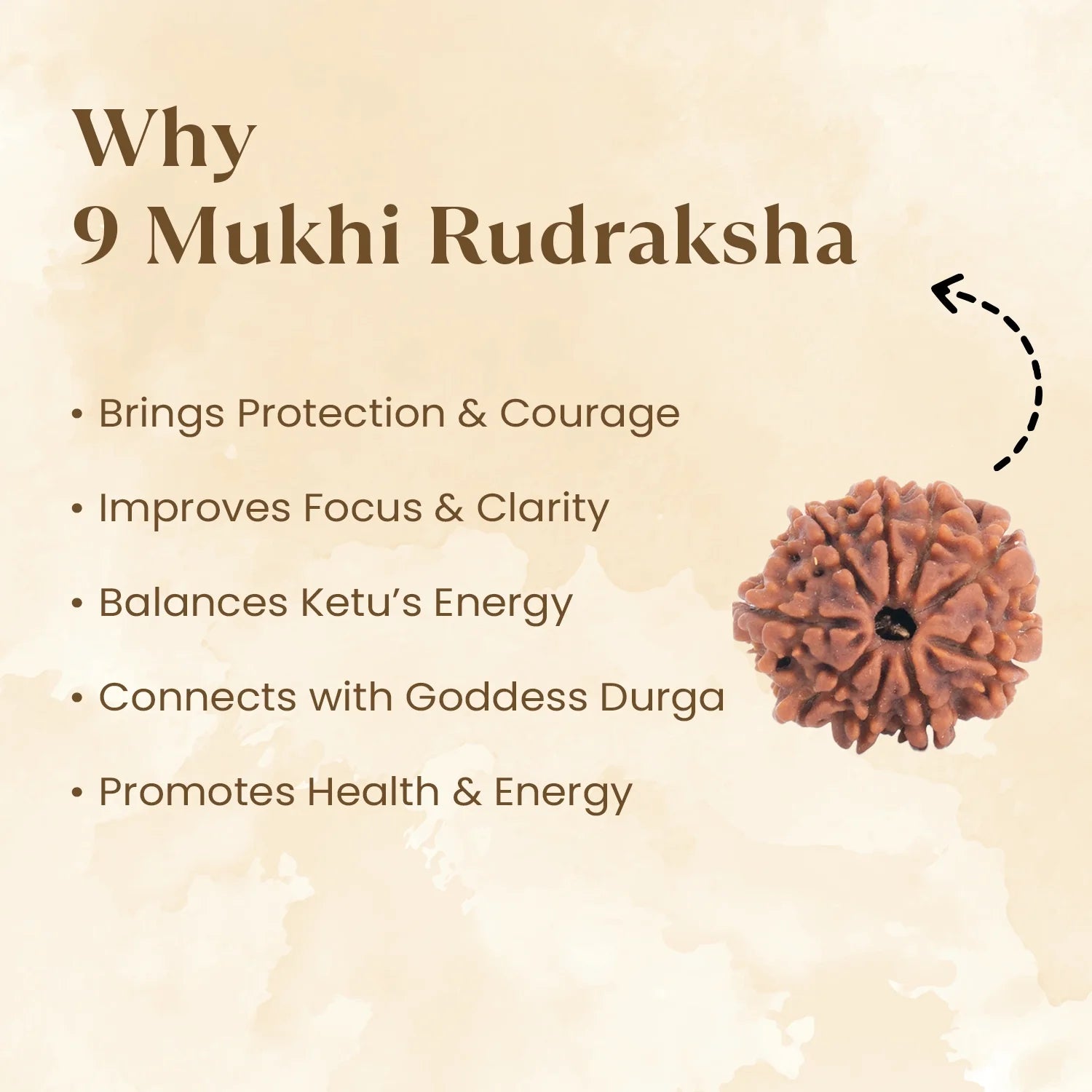 Nepal Origin 9 Mukhi Rudraksha -  17mm to 22mm