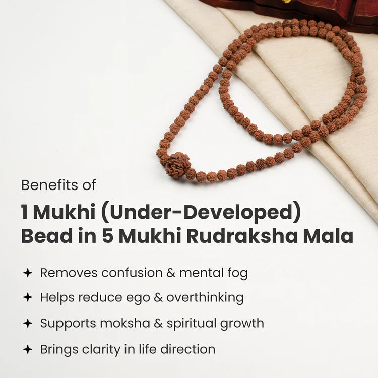 1 Mukhi (Under-Developed) Rudraksha Bead in 5 Mukhi Rudraksha Mala
