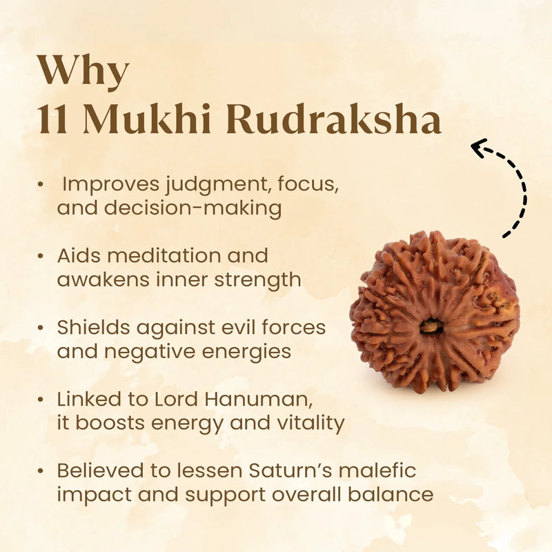 Nepal Origin 11 Mukhi Rudraksha - 17mm to 22mm