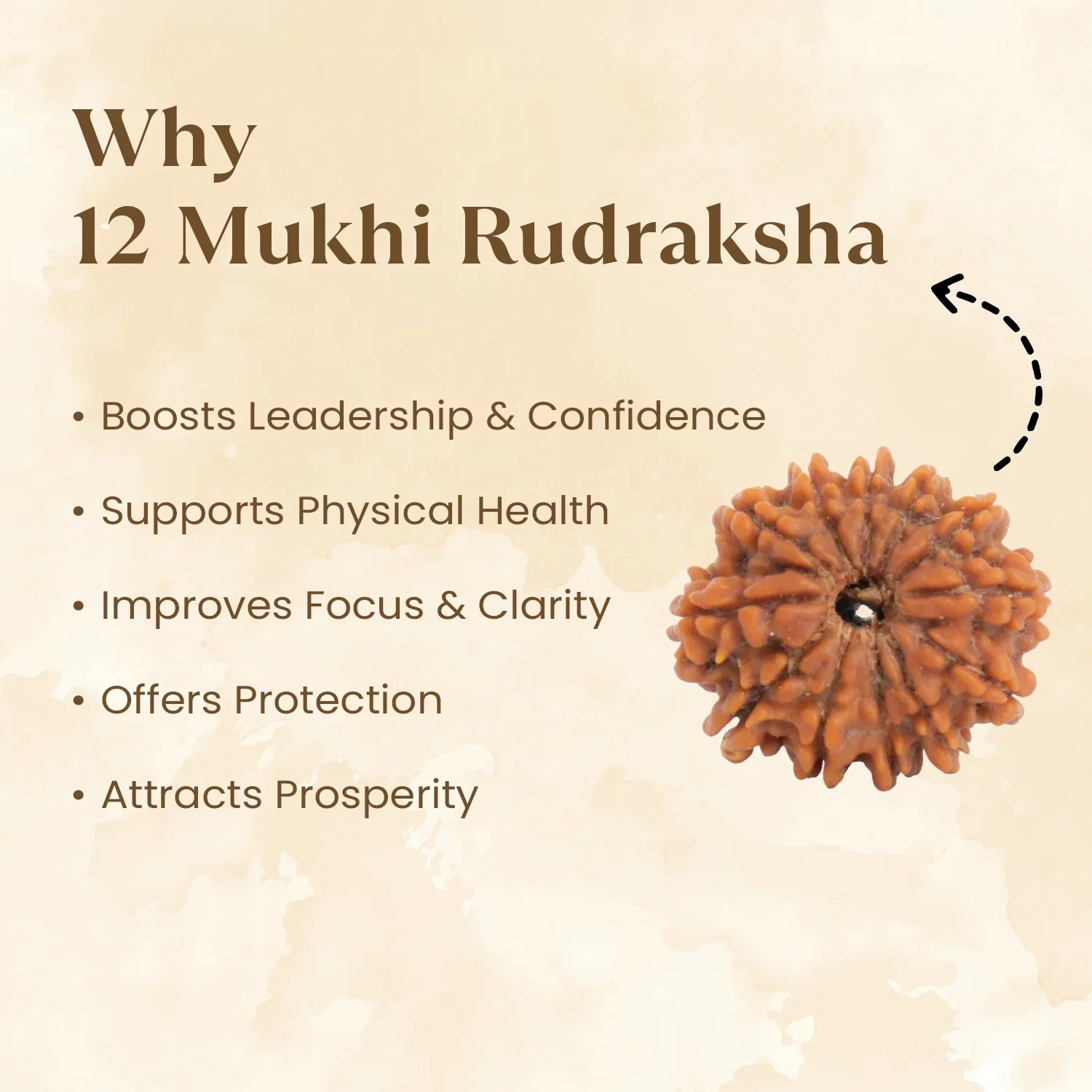 Nepal Origin 12 Mukhi Rudraksha - 17mm to 22mm