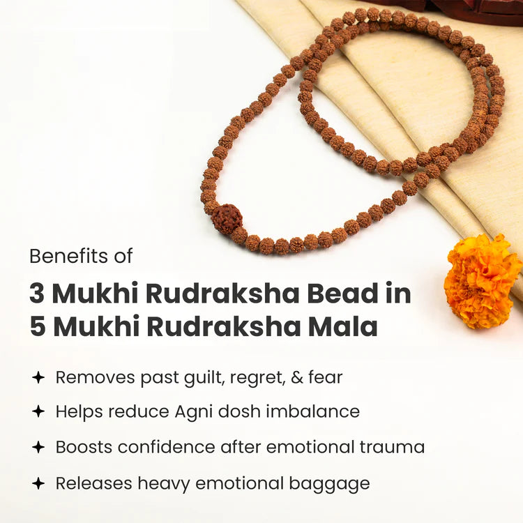 3 Mukhi Rudraksha Bead in 5 Mukhi Rudraksha Mala