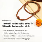 3 Mukhi Rudraksha Bead in 5 Mukhi Rudraksha Mala