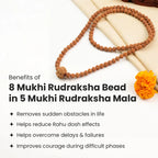 8 Mukhi Rudraksha Bead in 5 Mukhi Rudraksha Mala