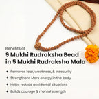 9 Mukhi Rudraksha bead in 5 Mukhi Rudraksha Mala