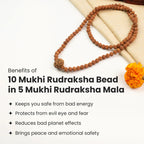 10 Mukhi Rudraksha bead in 5 Mukhi Rudraksha Mala