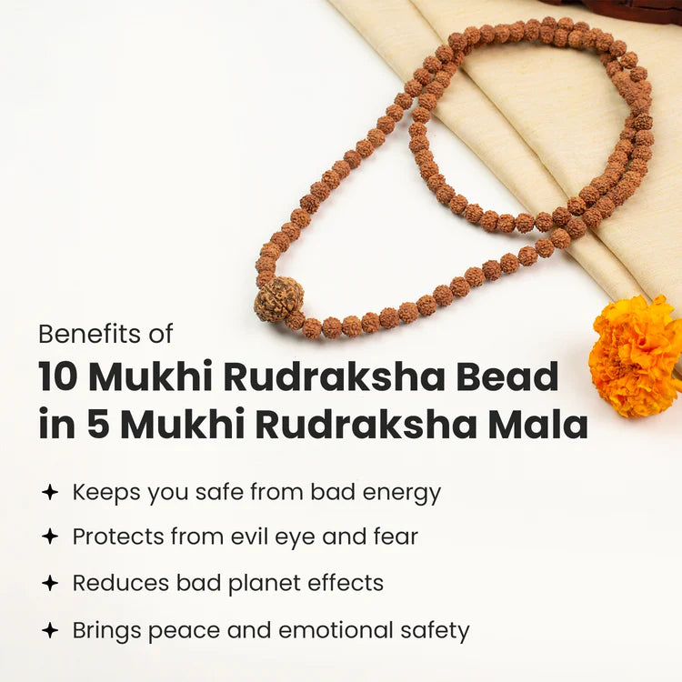 10 Mukhi Rudraksha bead in 5 Mukhi Rudraksha Mala