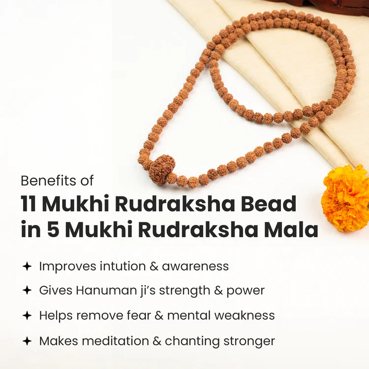 11 Mukhi Rudraksha bead in 5 Mukhi Rudraksha Mala