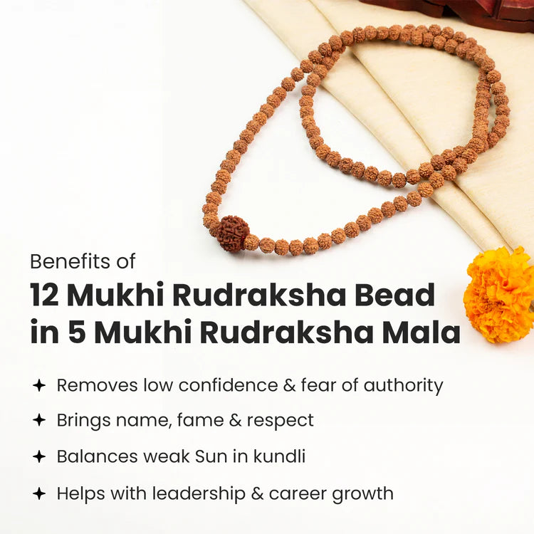 12 Mukhi Rudraksha bead in 5 Mukhi Rudraksha Mala