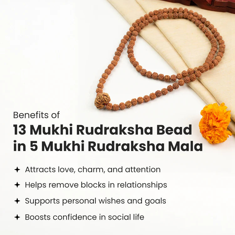 13 Mukhi Rudraksha bead in 5 Mukhi Rudraksha Mala