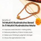 14 Mukhi Rudraksha bead in 5 Mukhi Rudraksha Mala