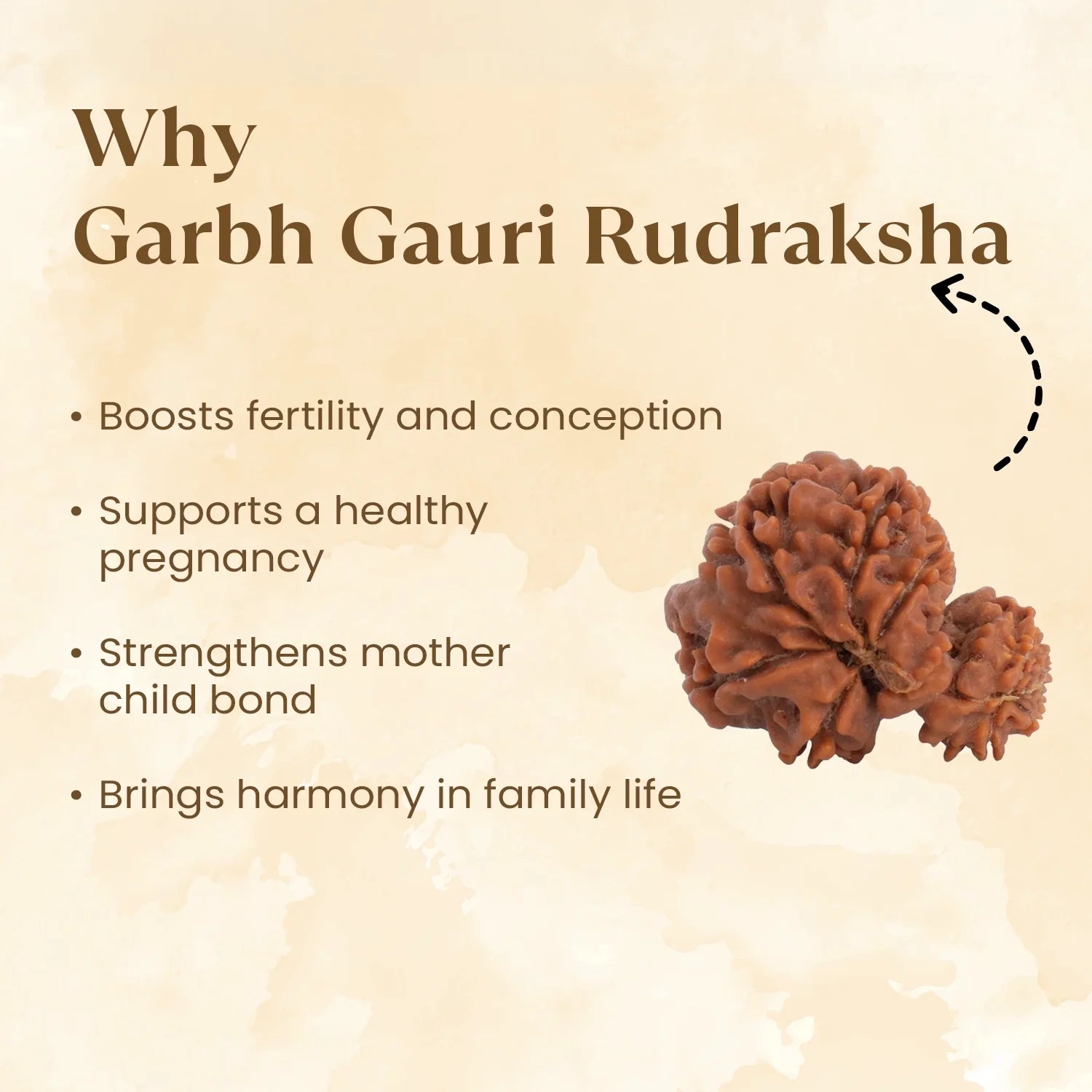 Nepal Origin Garbh Gauri Rudraksha -  17mm - 22mm