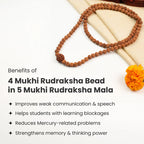 4 Mukhi Rudraksha bead in 5 Mukhi Rudraksha Mala