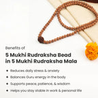 5 Mukhi Rudraksha bead in 5 Mukhi Rudraksha Mala