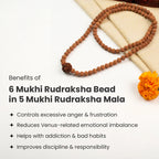 6 Mukhi Rudraksha bead in 5 Mukhi Rudraksha Mala