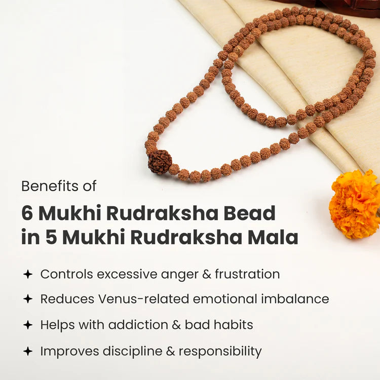 6 Mukhi Rudraksha bead in 5 Mukhi Rudraksha Mala