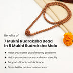 7 Mukhi Rudraksha bead in 5 Mukhi Rudraksha Mala