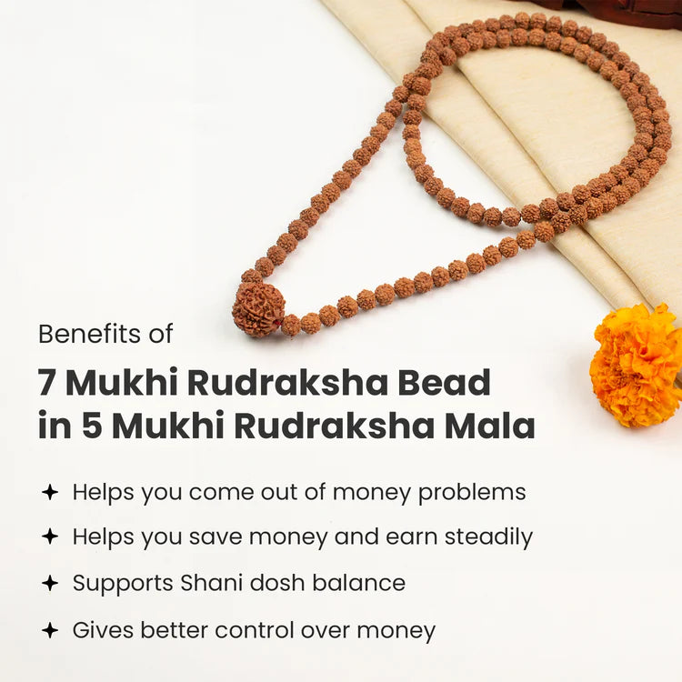 7 Mukhi Rudraksha bead in 5 Mukhi Rudraksha Mala