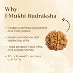 Nepal Origin 1 Mukhi Rudraksha - 17mm to 22mm
