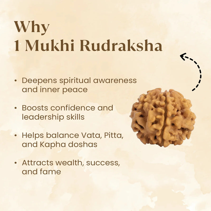 Nepal Origin 1 Mukhi Rudraksha - 17mm to 22mm