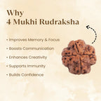 Nepal Origin 4 Mukhi Rudraksha - 17mm to 22mm