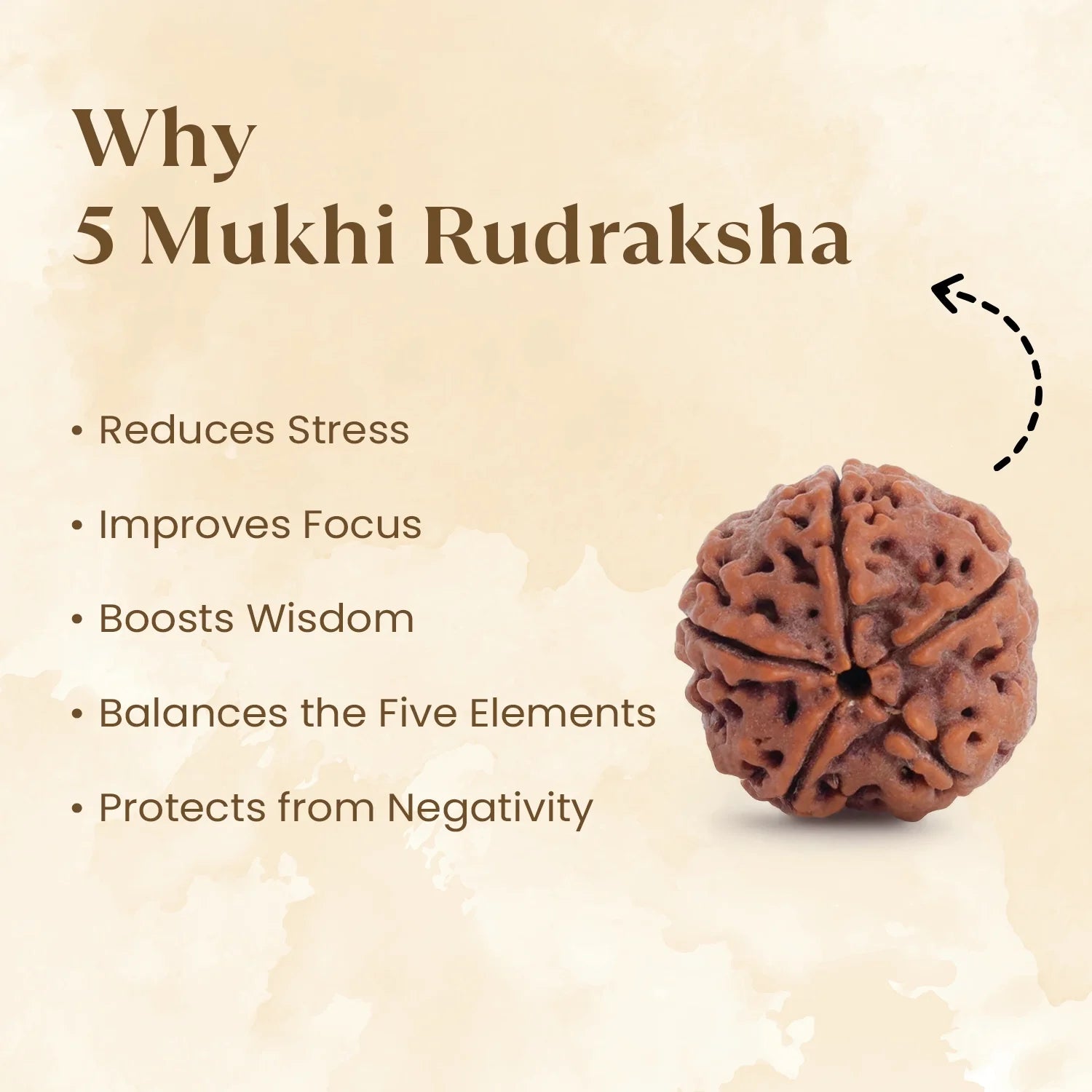 Nepal Origin 5 Mukhi Rudraksha - 17mm to 22mm