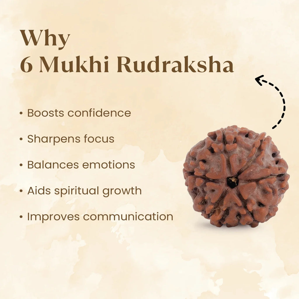 Nepal Origin 6 Mukhi Rudraksha - 17mm to 22mm