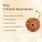Nepal Origin 7 Mukhi Rudraksha - 17mm to 22mm
