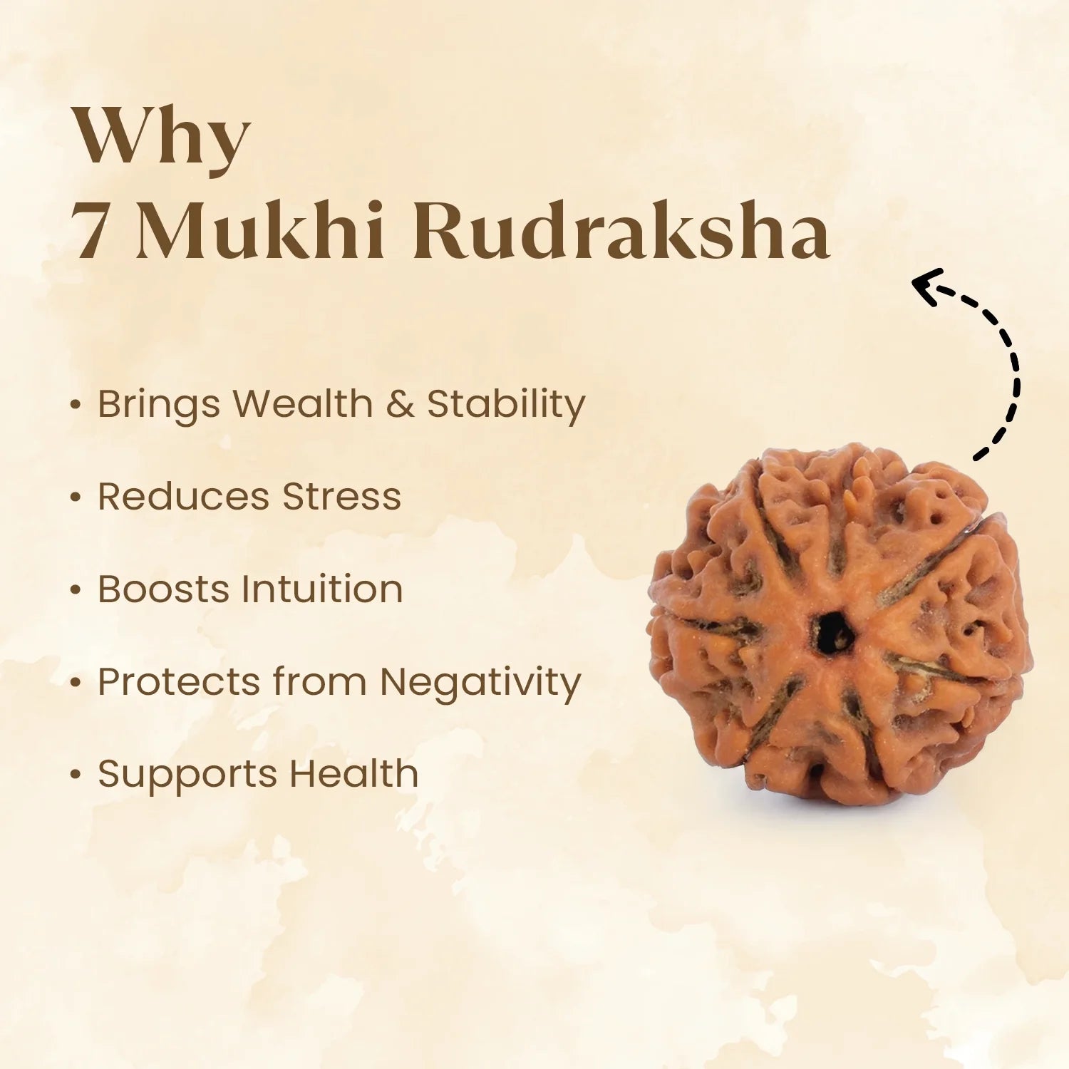Nepal Origin 7 Mukhi Rudraksha - 17mm to 22mm