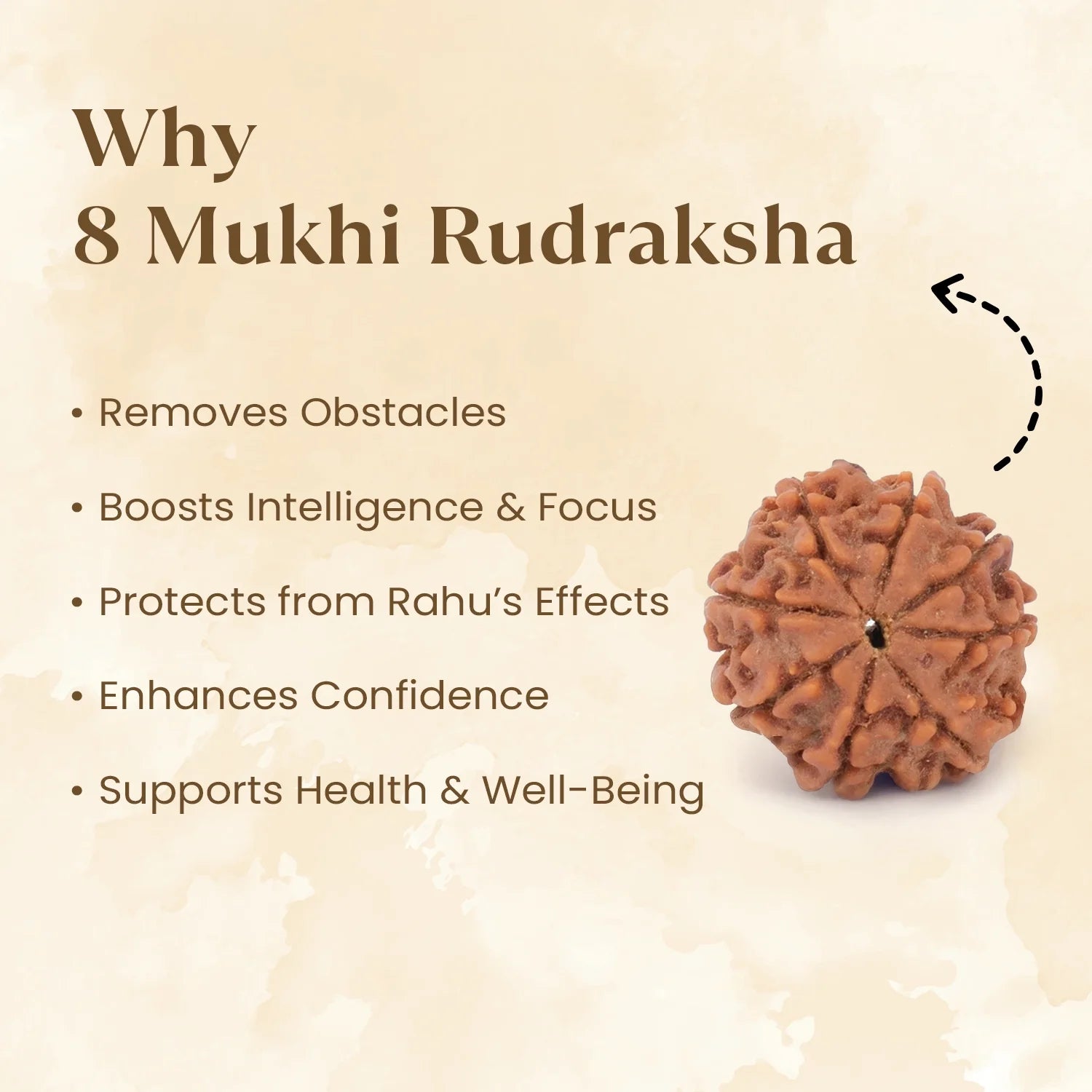 Nepal Origin 8 Mukhi Rudraksha - 17mm to 22mm