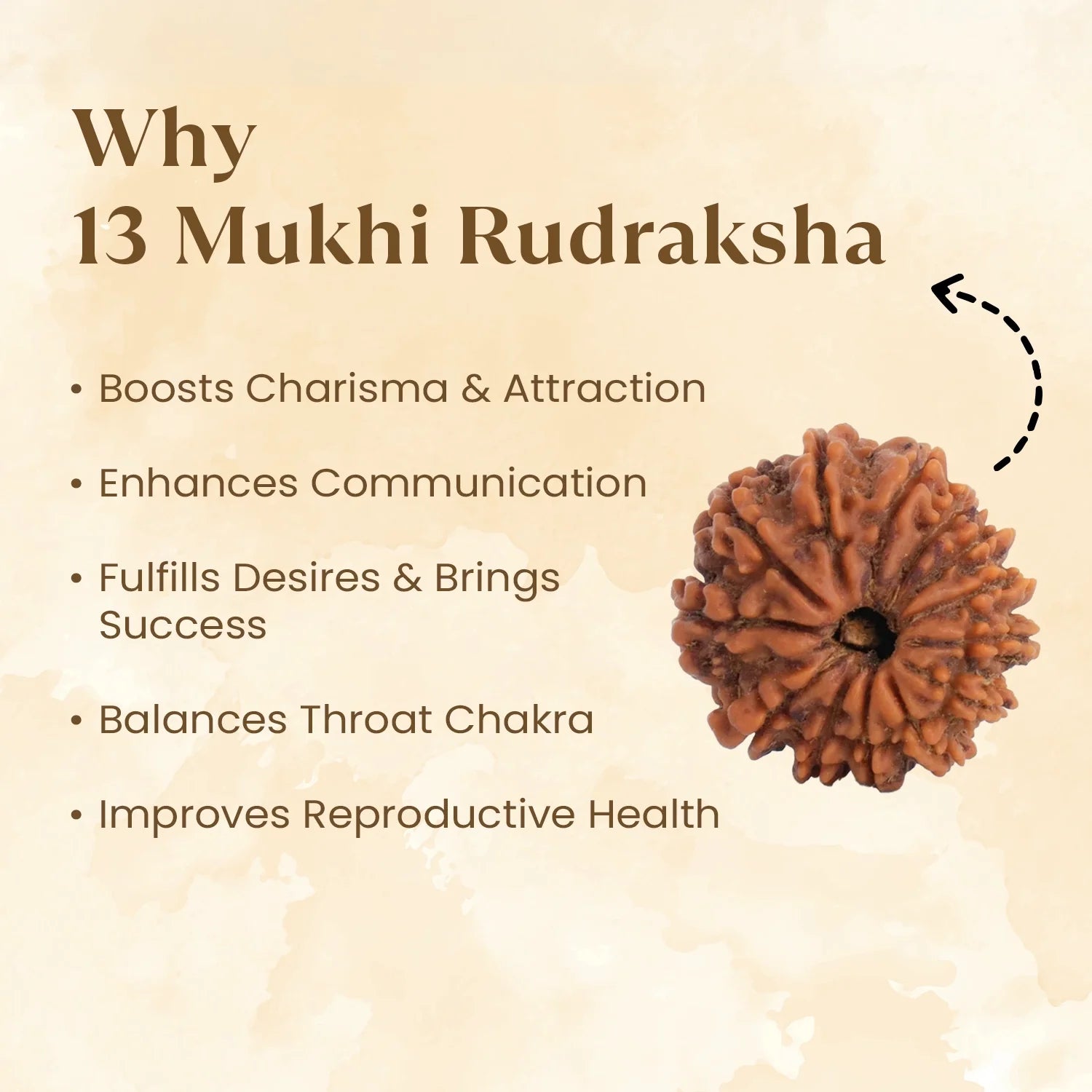 Nepal Origin 13 Mukhi Rudraksha -  17mm to 22mm