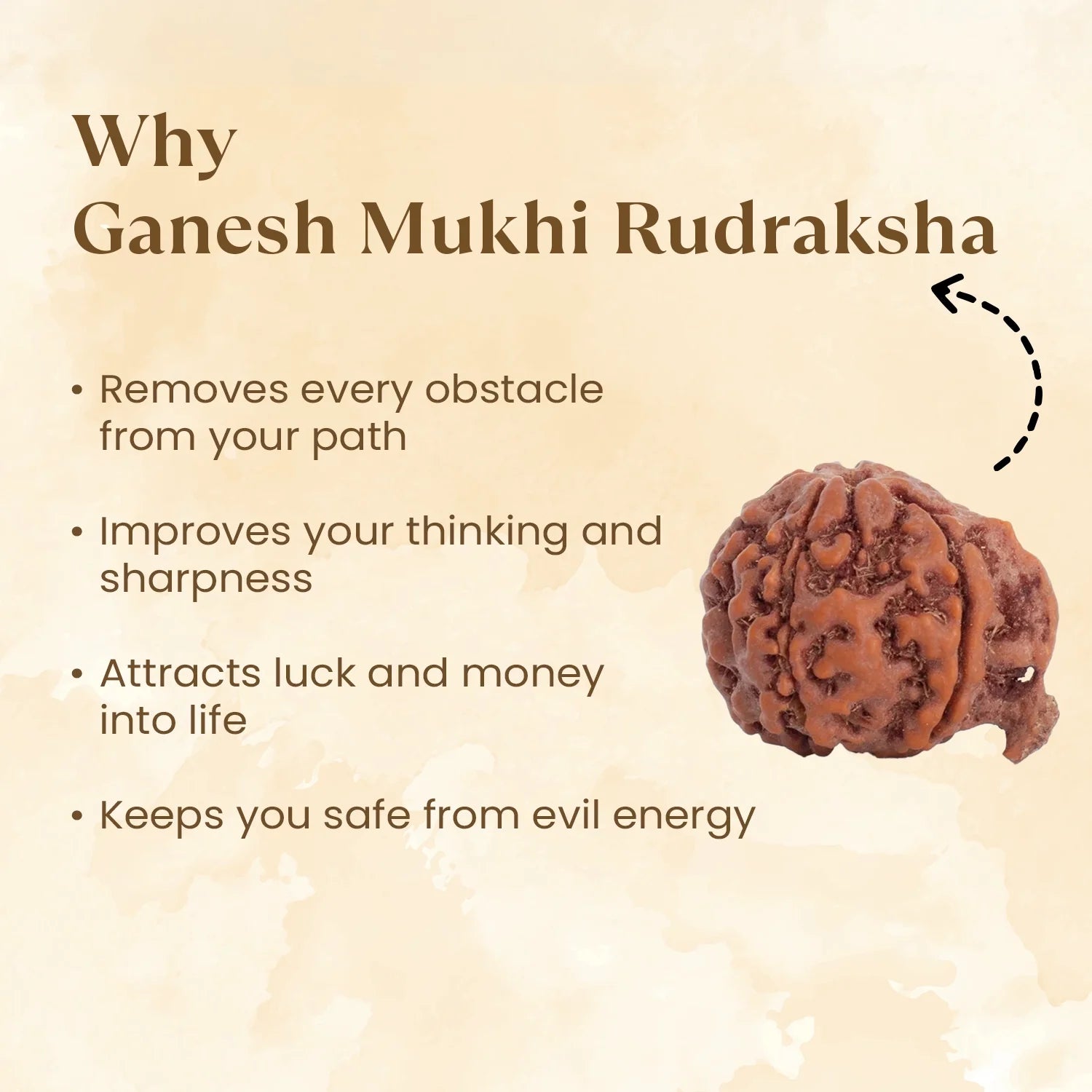 Nepal Origin Ganesh Mukhi Rudraksha - 17mm to 22mm