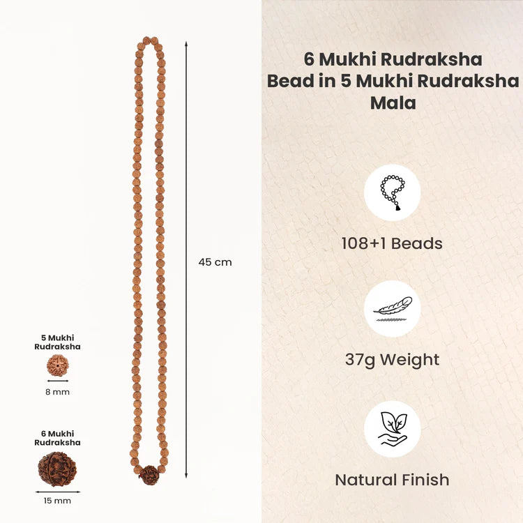 6 Mukhi Rudraksha bead in 5 Mukhi Rudraksha Mala