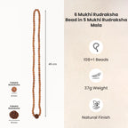 6 Mukhi Rudraksha bead in 5 Mukhi Rudraksha Mala