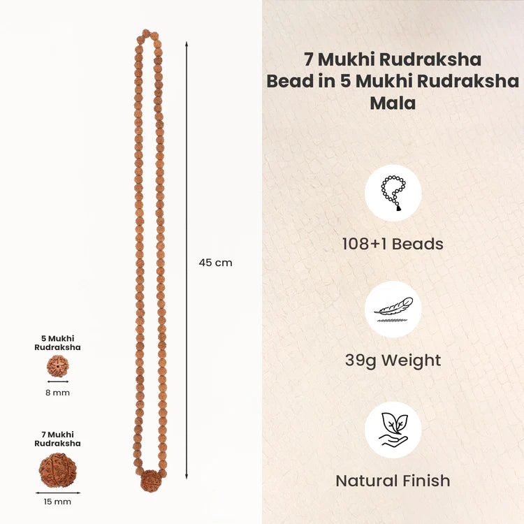 7 Mukhi Rudraksha bead in 5 Mukhi Rudraksha Mala